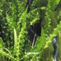 Dennerle Aponogeton Longiplumulosus Aquariumpflanze mit gewellten, grünen Blättern.