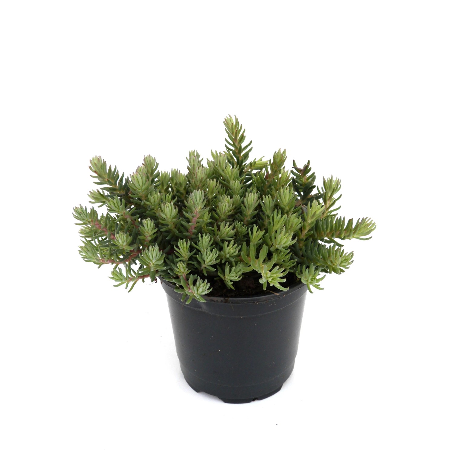 GROW BY OBI Blaublatt-Fetthenne Sedum ref. T13