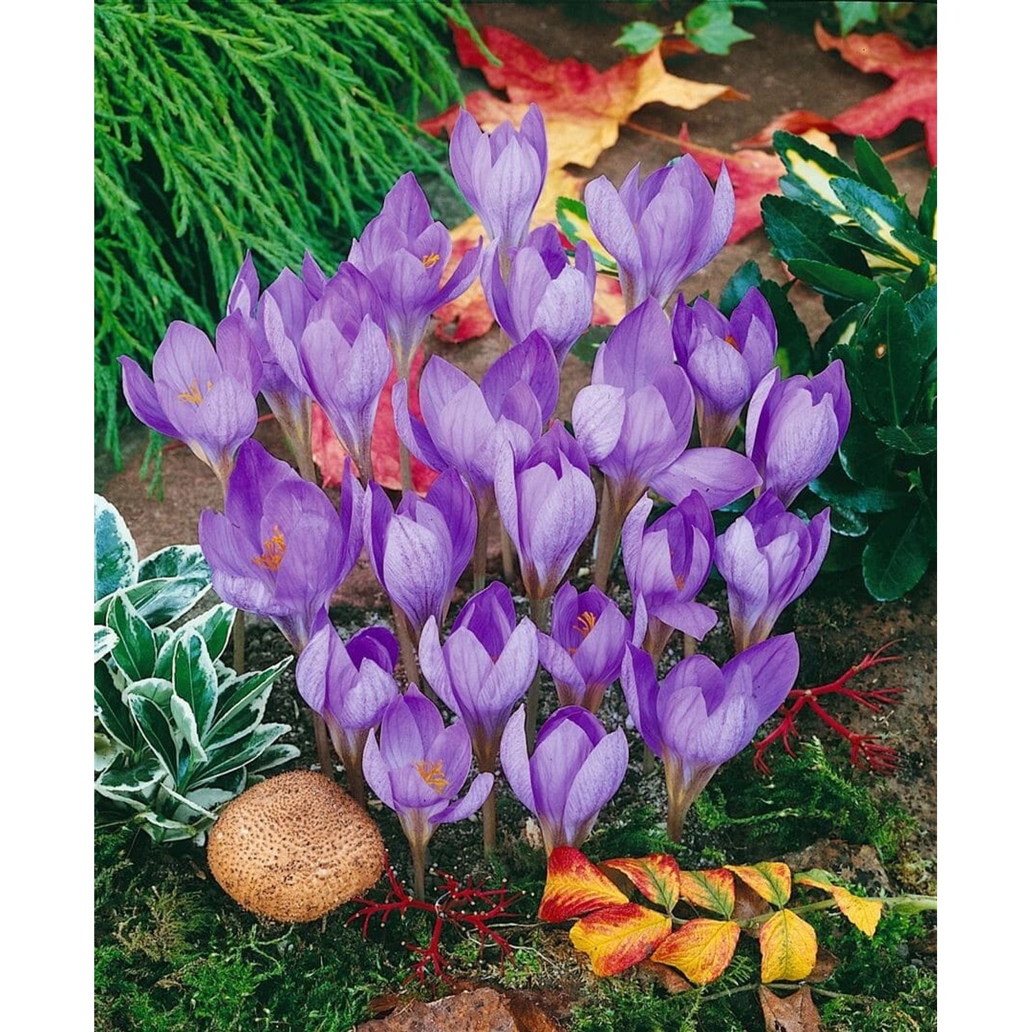Crocus Speciosus Herbstkrokus Ca. 9x9 cm Topf günstig online kaufen