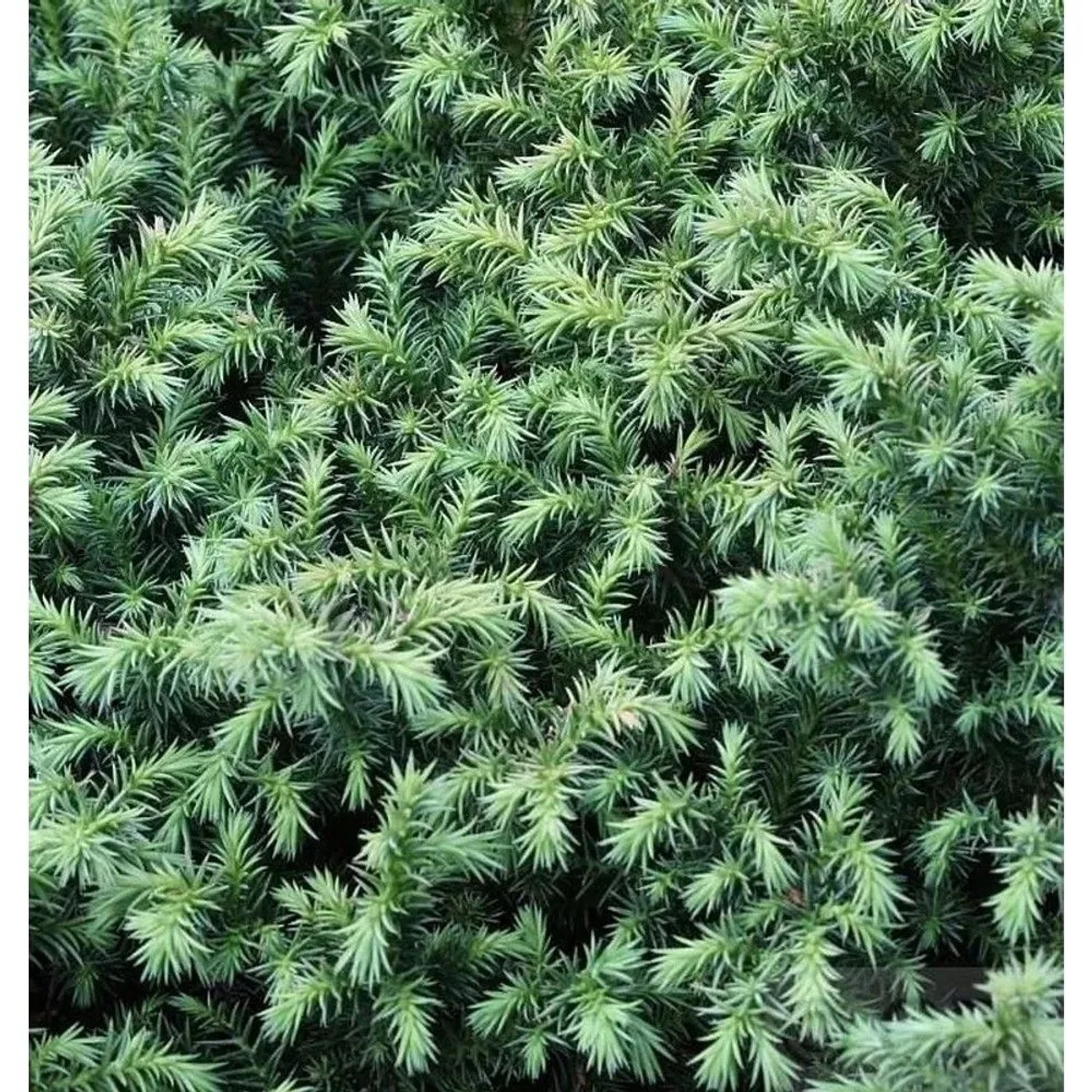Sicheltanne Vilmorin Gold 20-25cm - Cryptomeria japonica