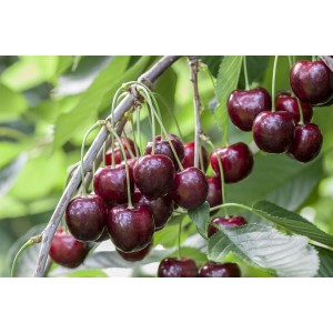 Süßkirsche Sunburst am Baum mit reifen, dunkelroten Kirschen und grünen Blättern.