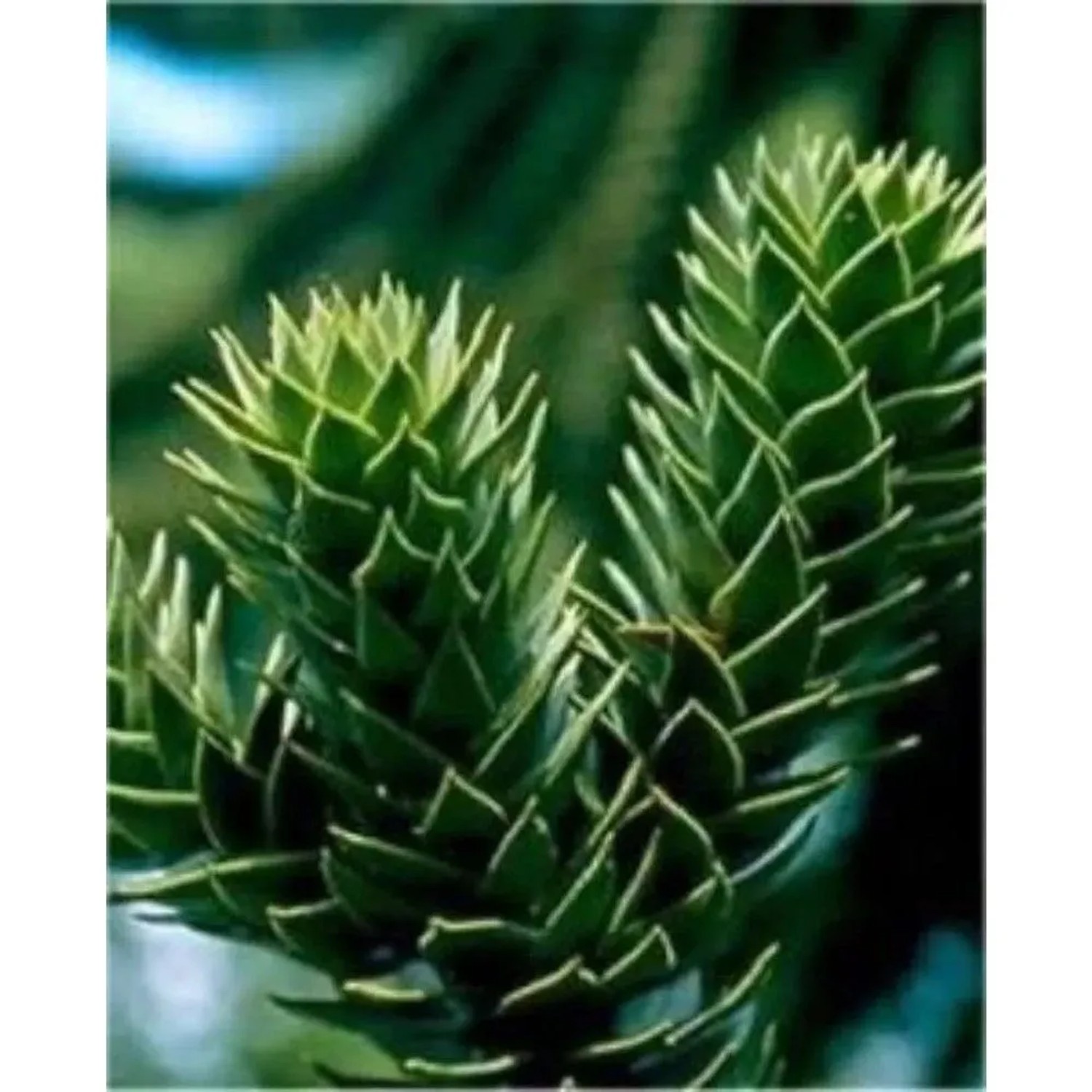 Chilenische Schmucktanne Andentanne 25-30cm - Araucaria araucana