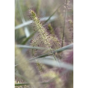 Detailaufnahme von Lampenputzergras 'Hameln' mit federartigen Blütenständen.