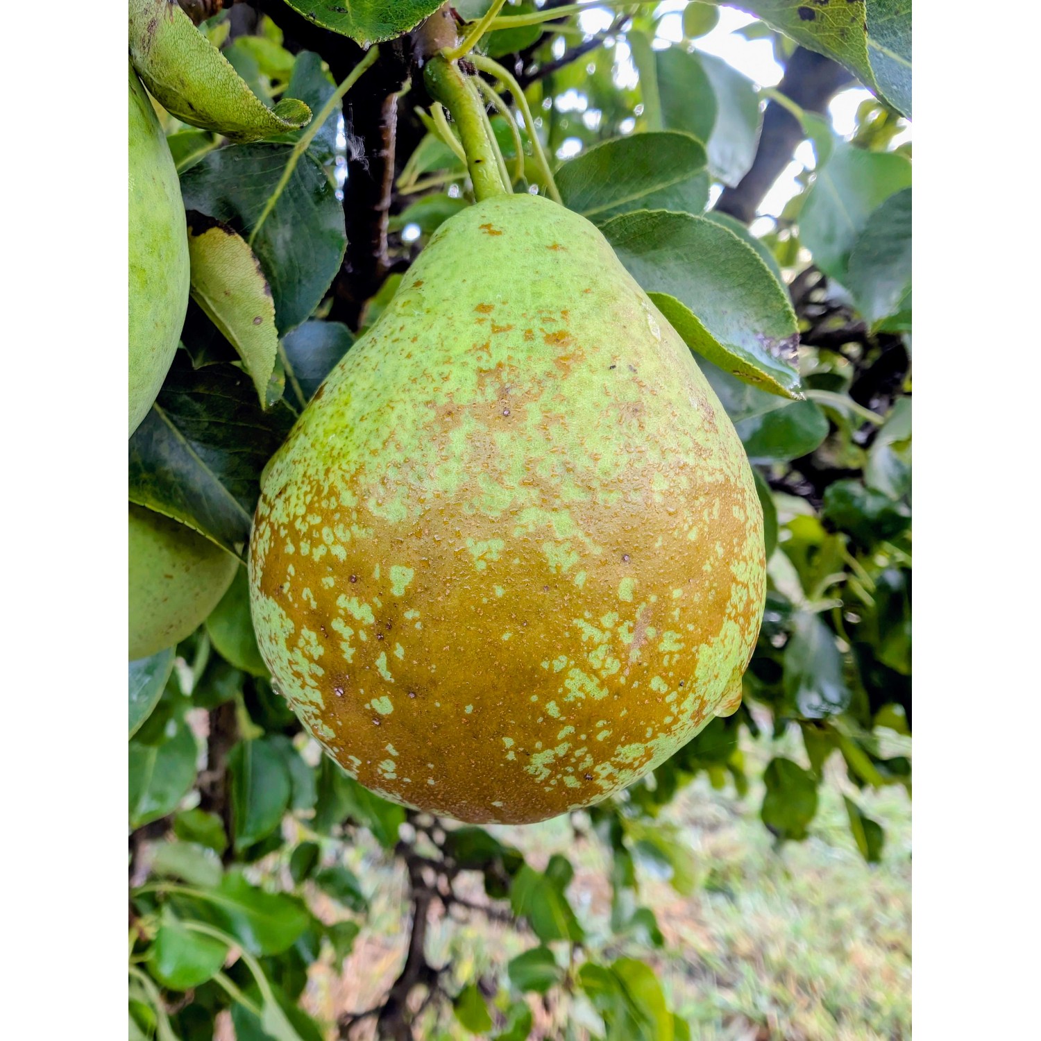 Zwergbirne Luisa 70 - 90 cm Pyrus communis