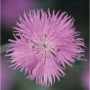 Nahaufnahme einer altrosa Federnelke (Dianthus plumarius), eine beliebte Staude.