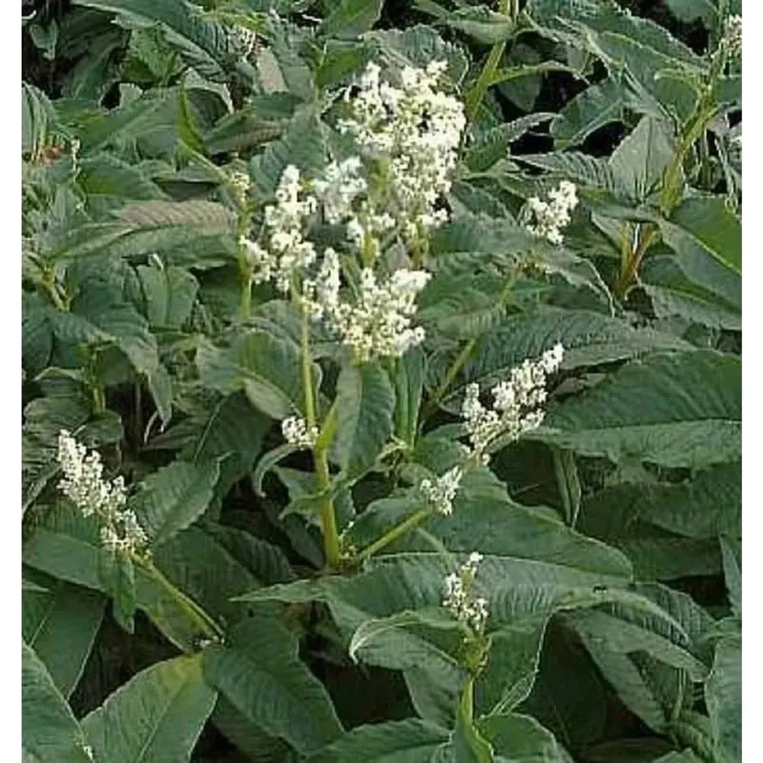 Berg Knöterich Johanniswolke - Persicaria culturum