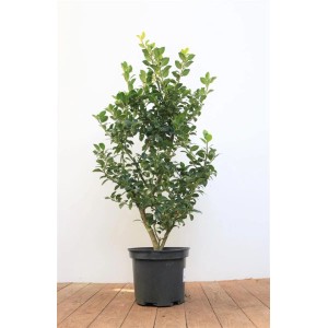 Ilex 'Heckenfee' im Topf, 40-50 cm hoch. Immergrüne Heckenpflanze mit dichten, grünen Blättern.