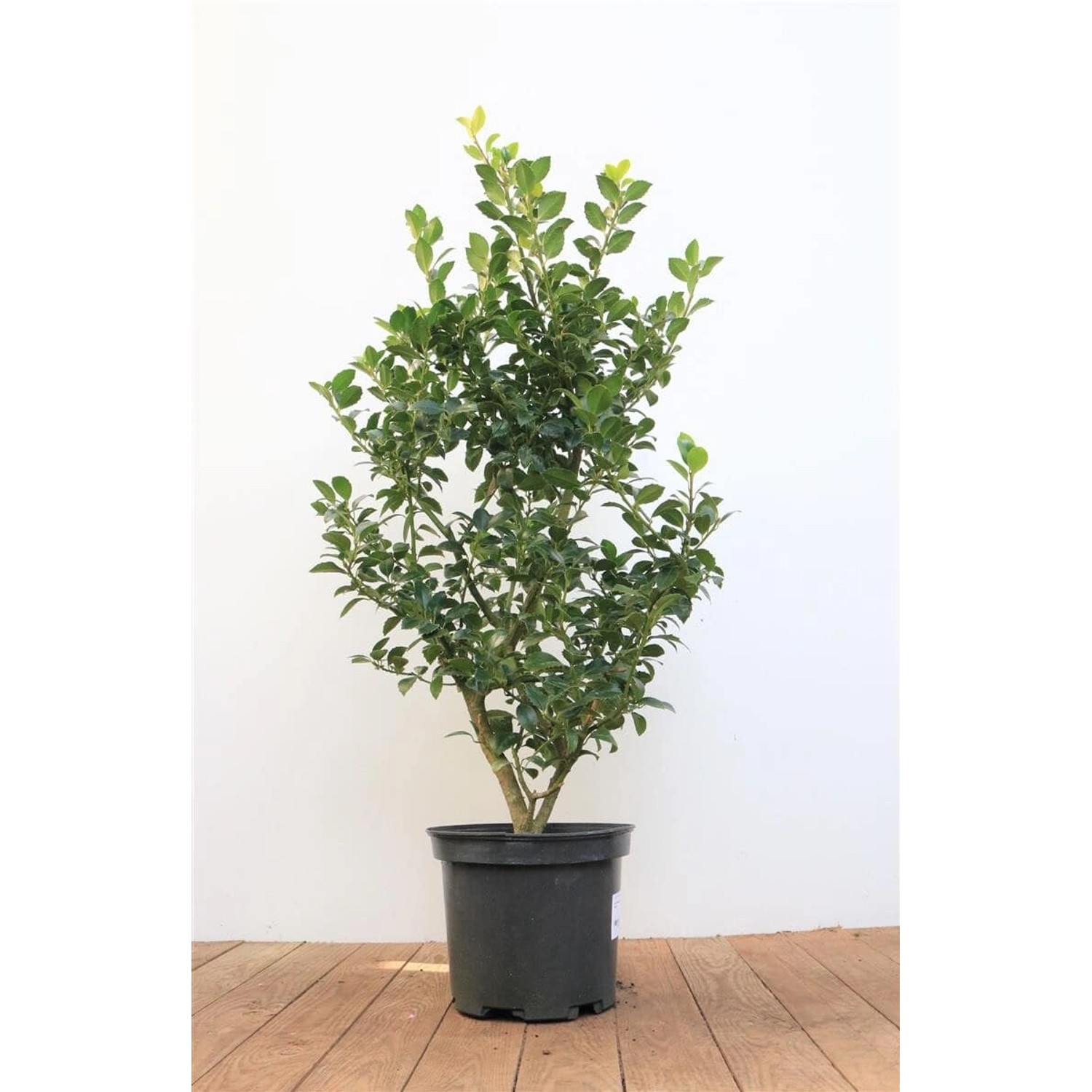 Ilex meserveae 'Heckenfee' -R- 40-50 cm günstig online kaufen