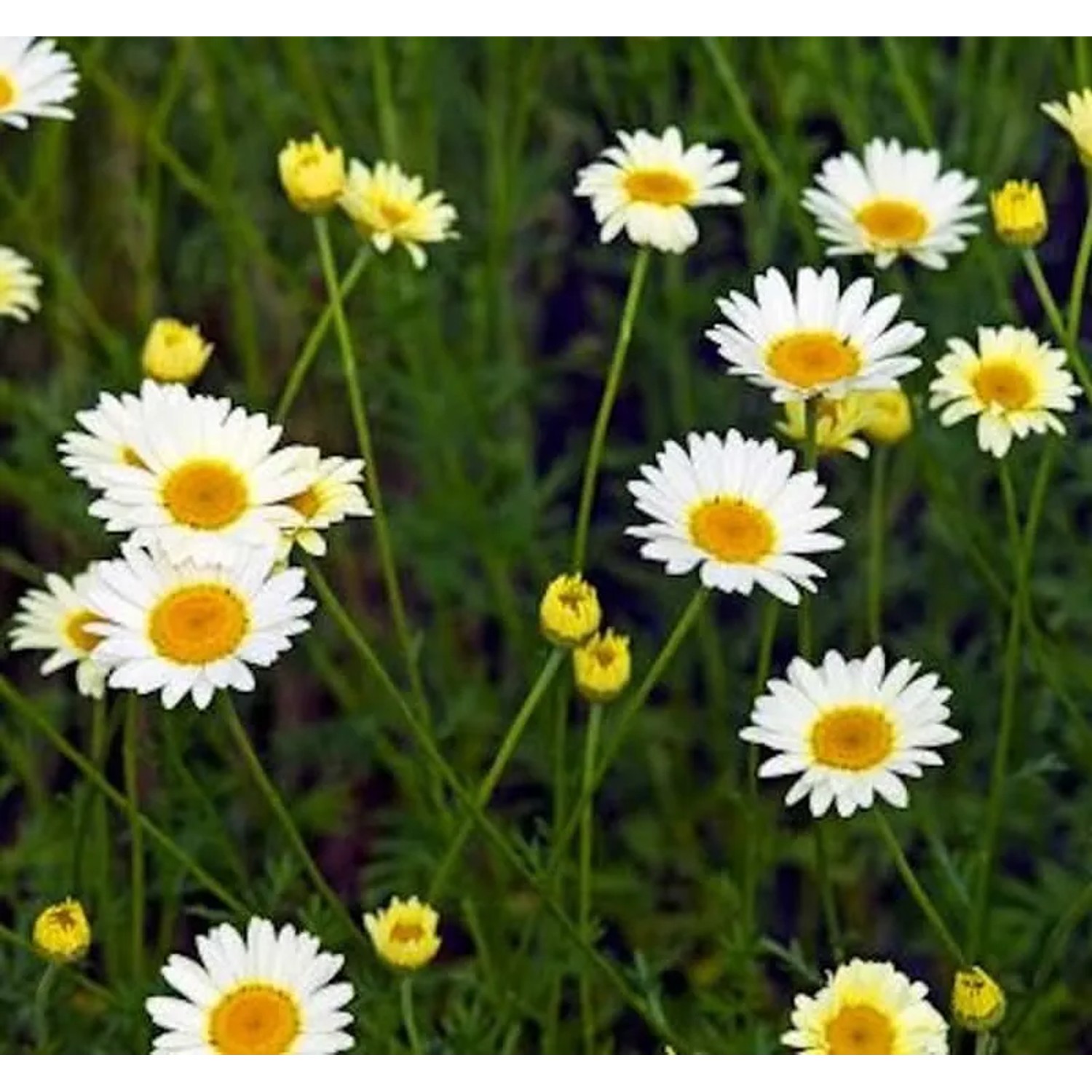 Färberkamille Alba - Anthemis tinctoria