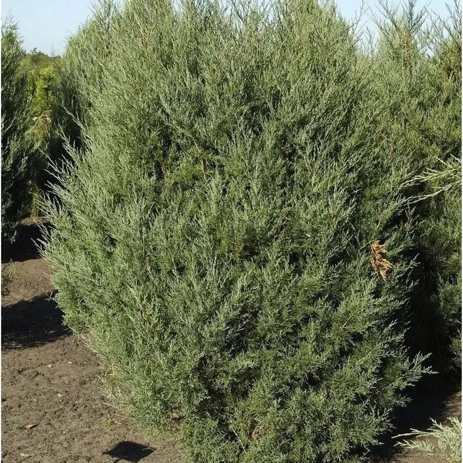 Virginischer Wacholder Burkii 100-125cm - Juniperus virginiana