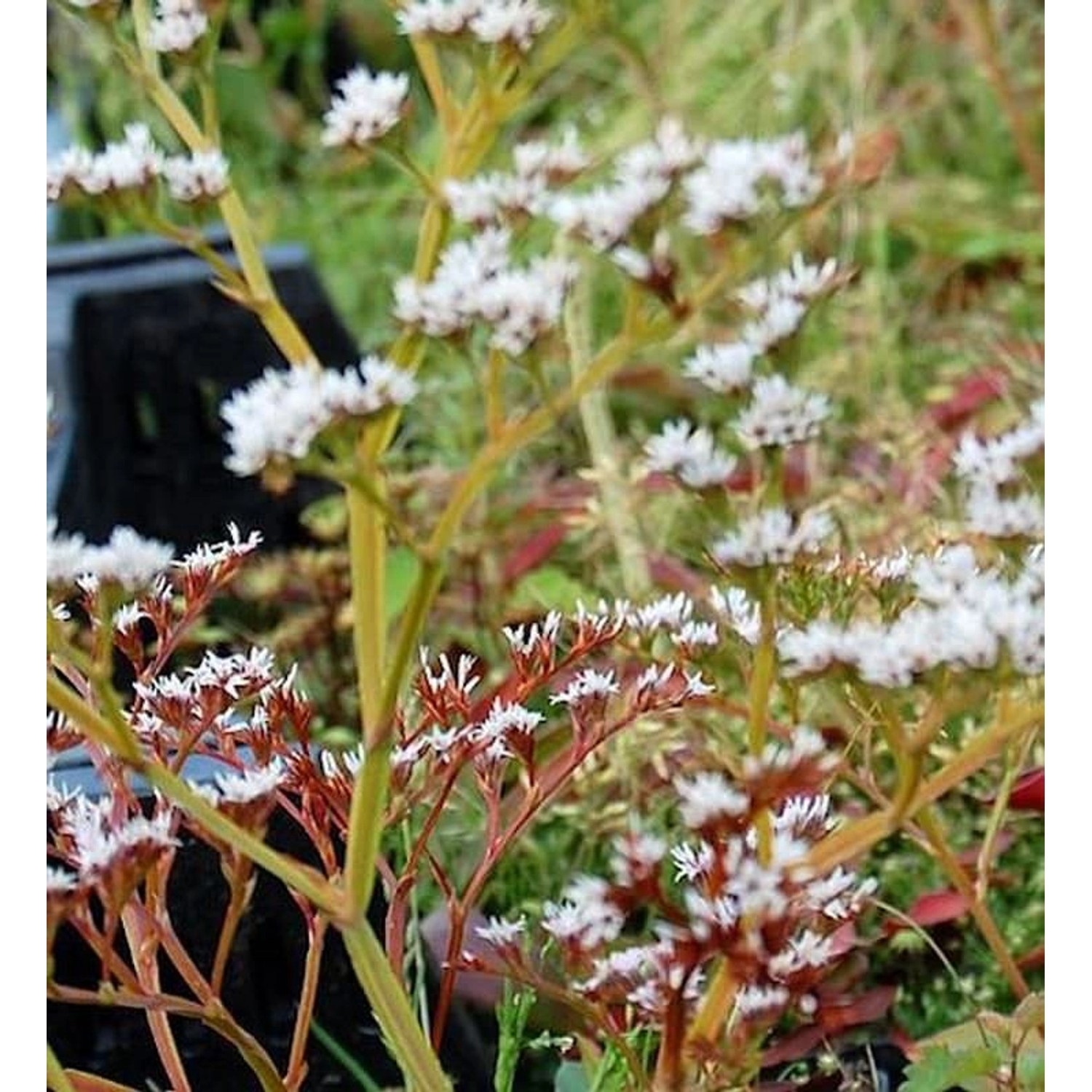 Tataren Blauschleier - Goniolimon tataricum günstig online kaufen