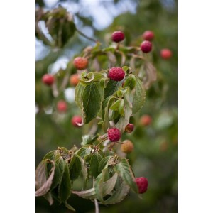 Nahaufnahme des Japanischen Blumen-Hartriegels mit roten Früchten und grünen Blättern.