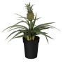 Zierananas 'Mi Amigo' im Topf, ca. 35 cm hoch. Dekorative Grünpflanze mit kleiner Ananasfrucht.