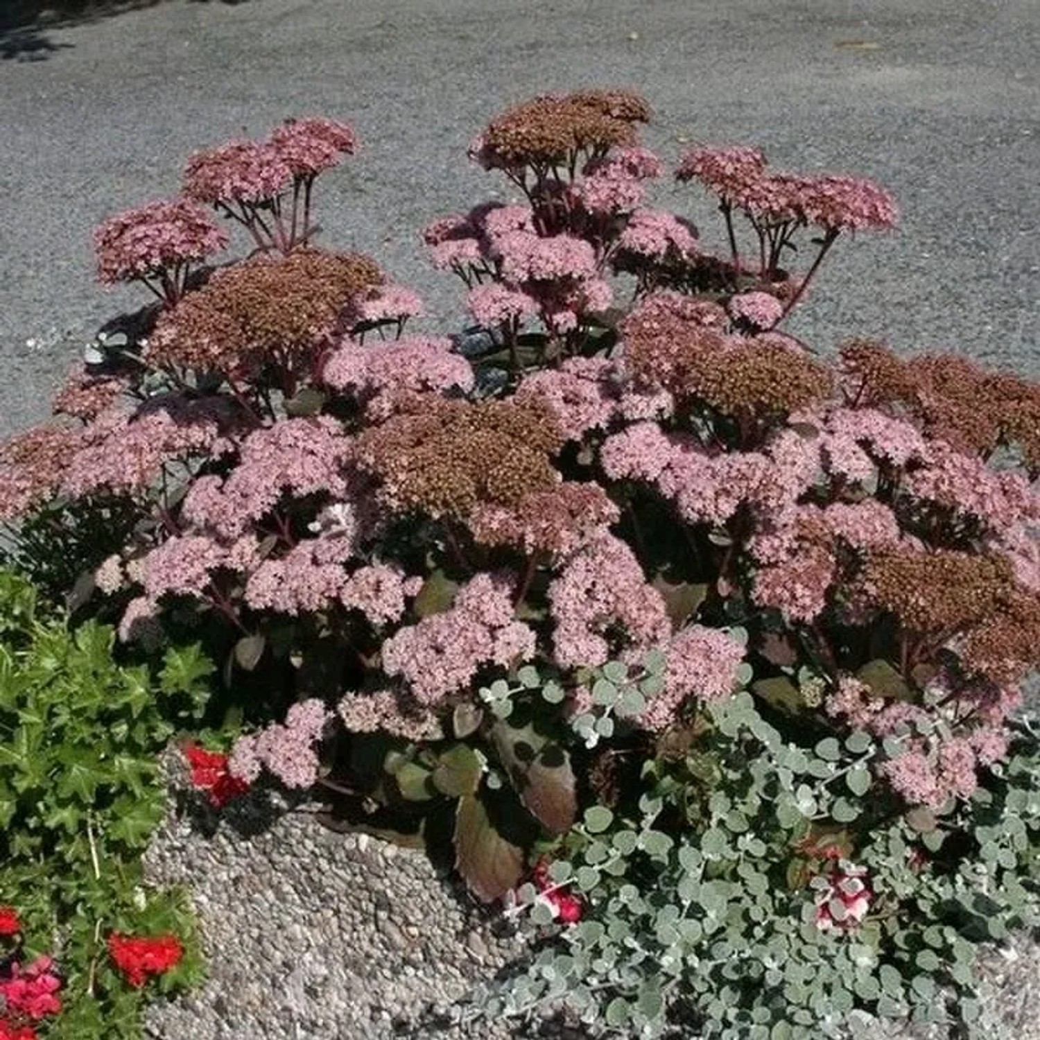 Große Fetthenne Red Globe - Sedum telephium