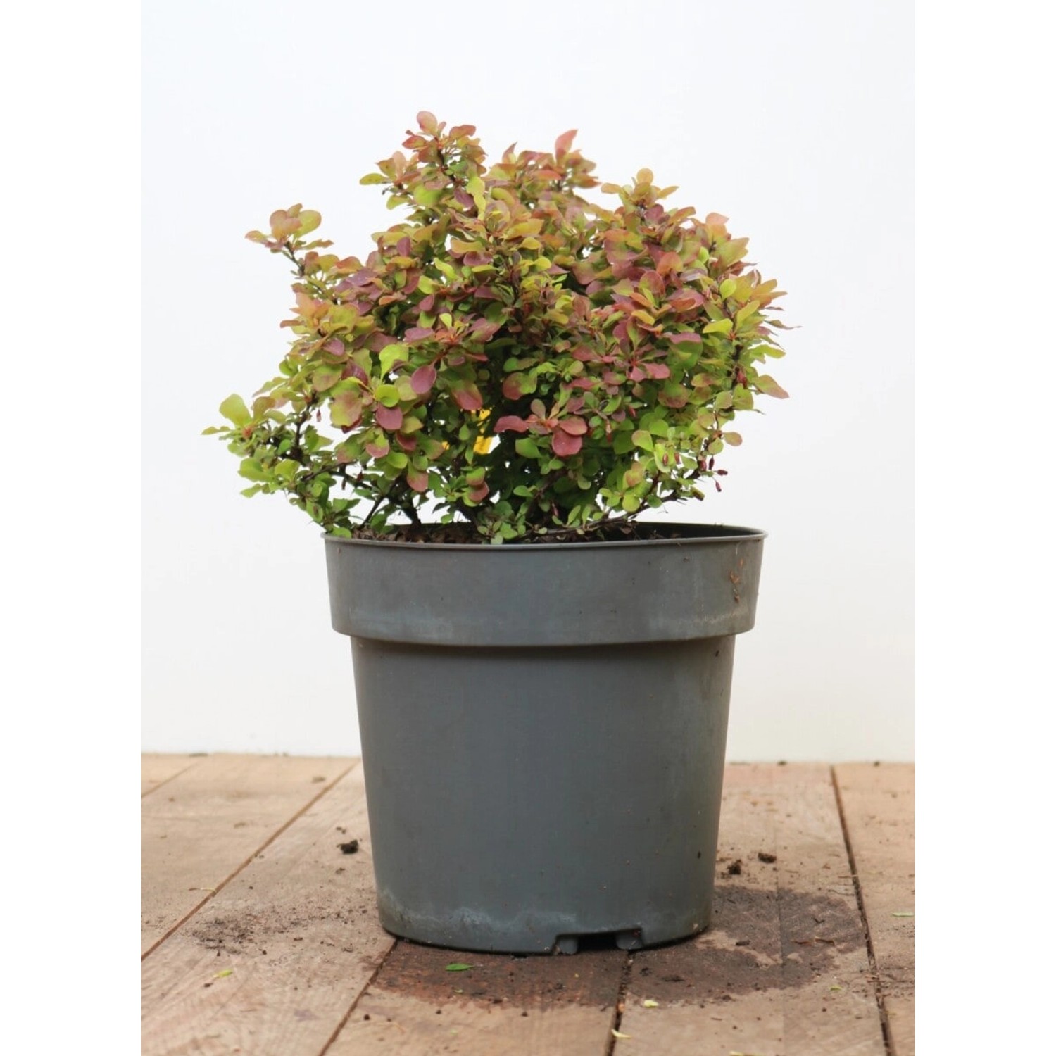 Berberis Thunbergii Admiration Blutberberitze Rot-Gelb 20–25 cm günstig online kaufen