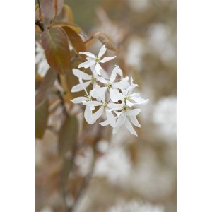 Nahaufnahme der weißen Blüten der Felsenbirne Ballerina. Hausbaum mit filigranen Blüten.