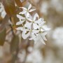 Nahaufnahme der weißen Blüten der Felsenbirne Ballerina. Hausbaum mit filigranen Blüten.