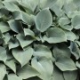 Nahaufnahme der Blaublattfunkie Hosta Sieboldiana Elegans mit großen, bläulichen Blättern.