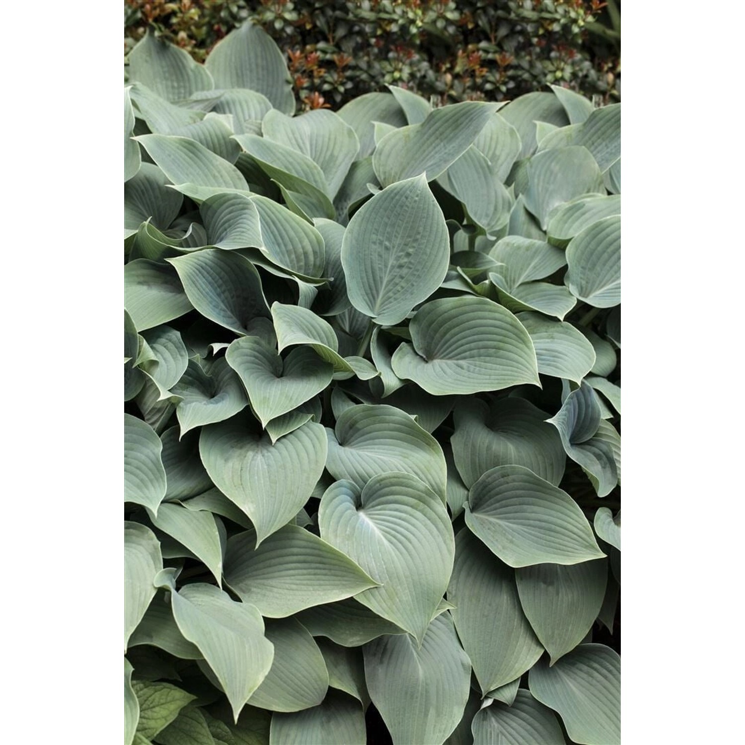 Hosta Sieboldiana Elegans Blaublattfunkie Ca. 13 cm Topf günstig online kaufen