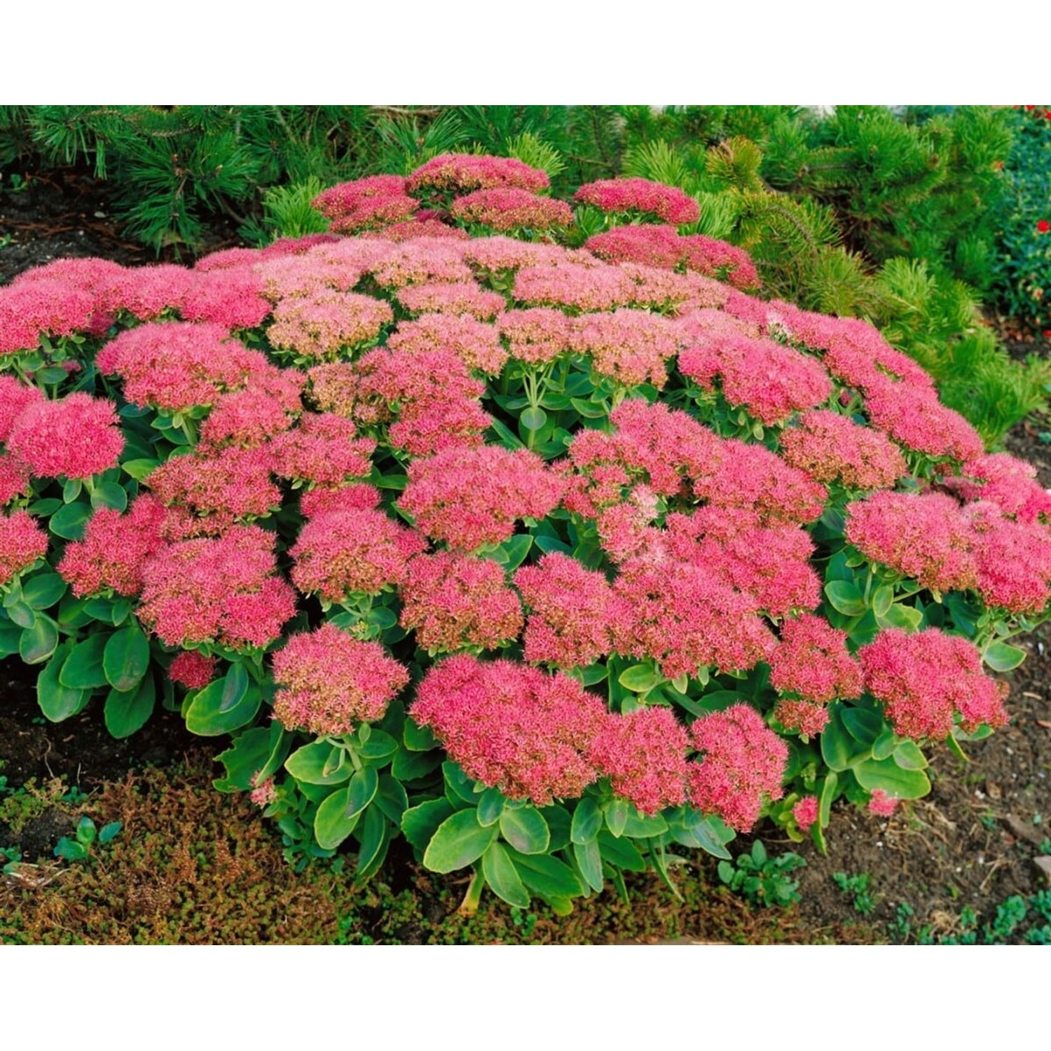Sedum Spectabile Brillant Fetthenne Ca. 9x9 cm Topf günstig online kaufen
