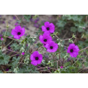Aschgrauer Storchschnabel 'Giuseppii' mit leuchtend pinken Blüten im 9x9 cm Topf.