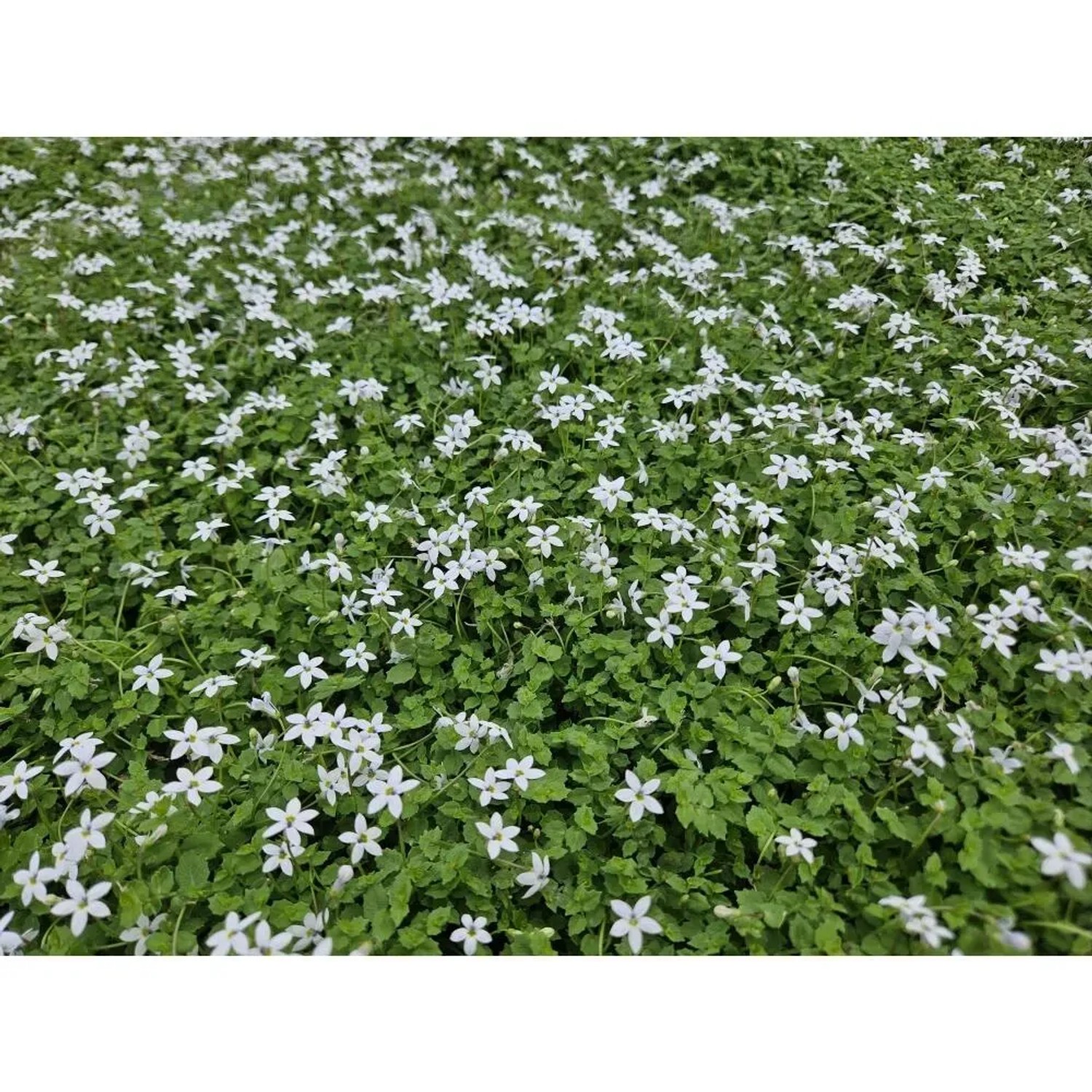 Weißer Bubikopf Bodendecker (Isotoma fluviatilis Alba) im 9cm Topf, 40er Set.