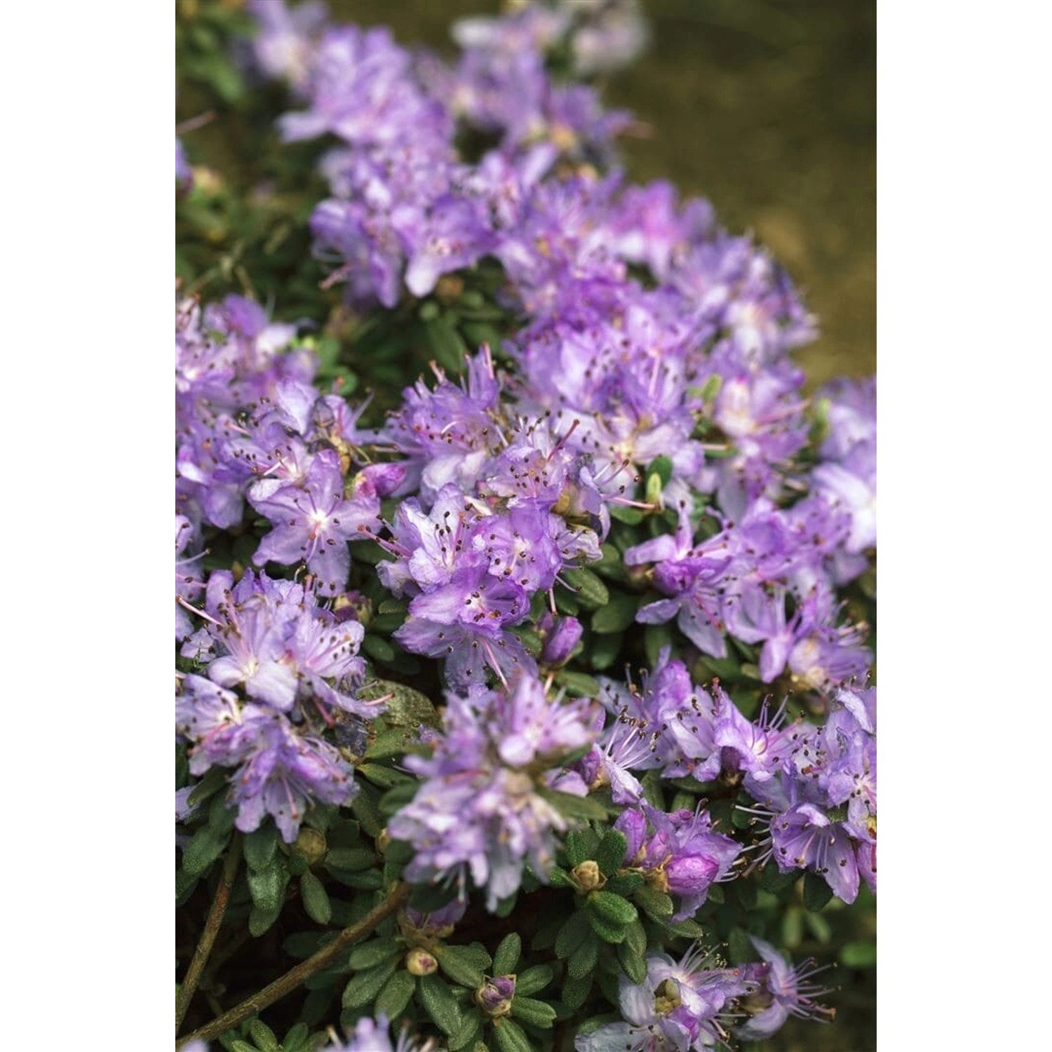 Rhododendron Impeditum Blaue Mauritius Blau 40–50 cm günstig online kaufen