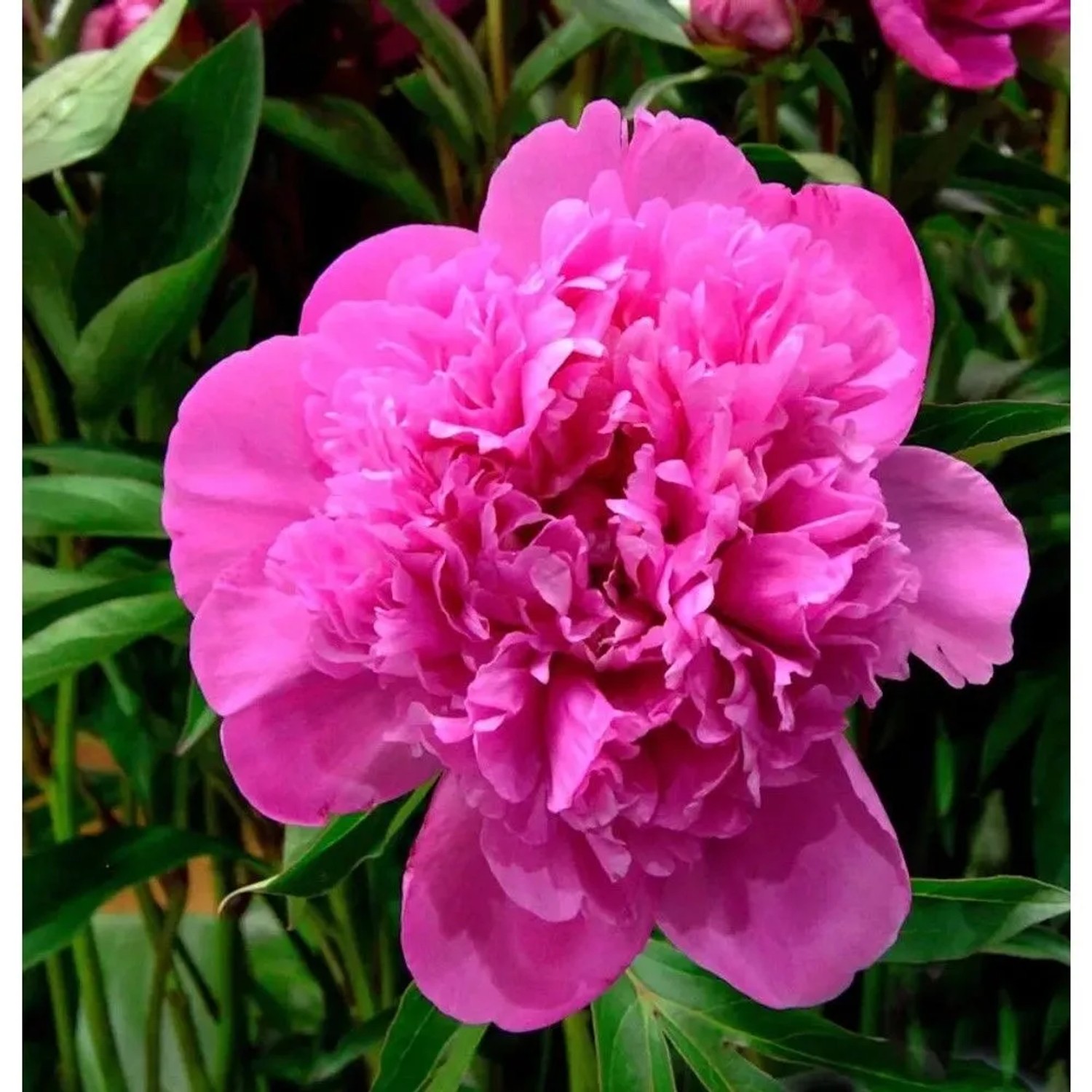 Edelpfingstrose Edulis Superba - Paeonia,actiflora