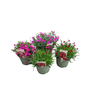 Verschiedenfarbige GROW by OBI Nelken "Oscar" (Dianthus caryophyllus) im Topf.