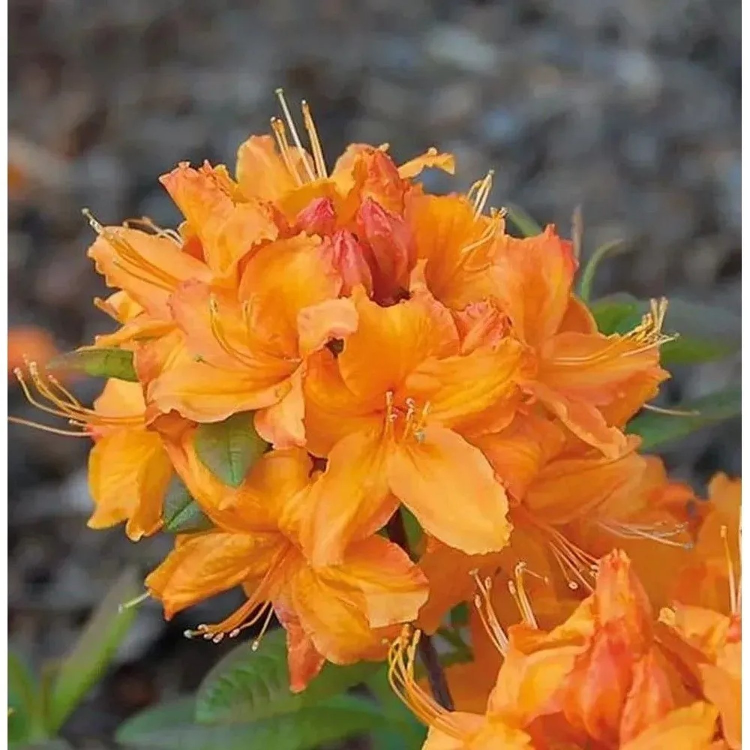 Azalee Rumba 40-50cm - Rhododendron,uteum - Alpenrose