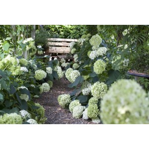 Schneeballhortensie Hydrangea im Garten, weiße Blütenbälle entlang eines Weges.
