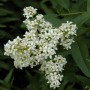 Blühender, gewöhnlicher Liguster (Ligustrum vulgare) mit weißen Blüten.