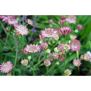 Rosa Sterndolde (Astrantia Major Rosea) im 11x11 cm Topf, blühende Staude für Beet und Garten.