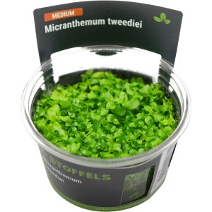 Stoffels Aquariumpflanze Micranthemum tweediei im Topf, grüne Vordergrundpflanze.