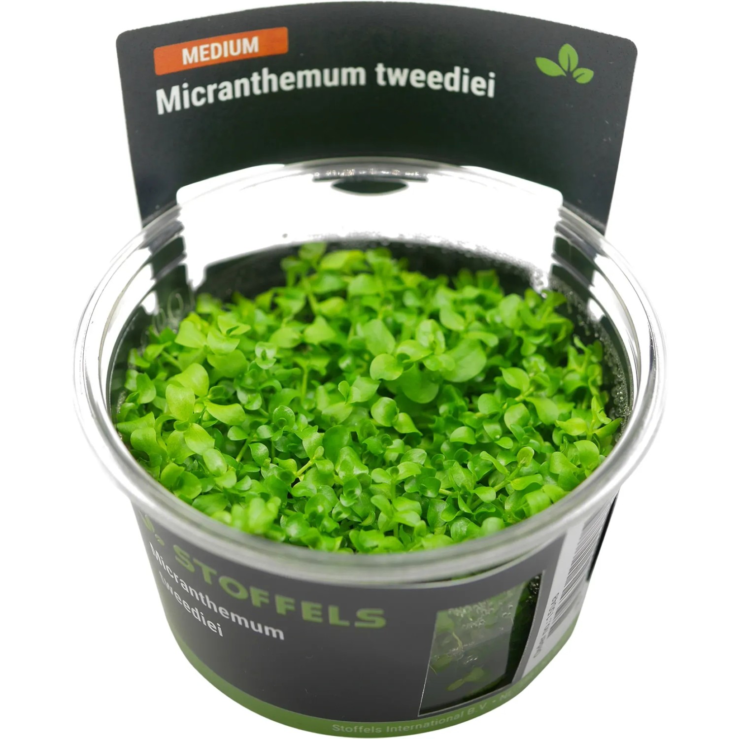 Micranthemum tweediei (Monte Carlo) in-vitro