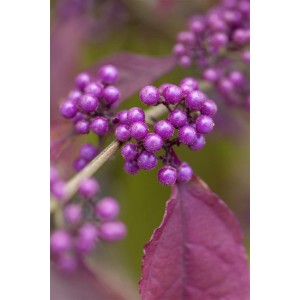 Nahaufnahme der violetten Beeren der Schönfrucht Callicarpa Bodinieri Profusion.