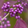 Nahaufnahme der violetten Beeren der Schönfrucht Callicarpa Bodinieri Profusion.