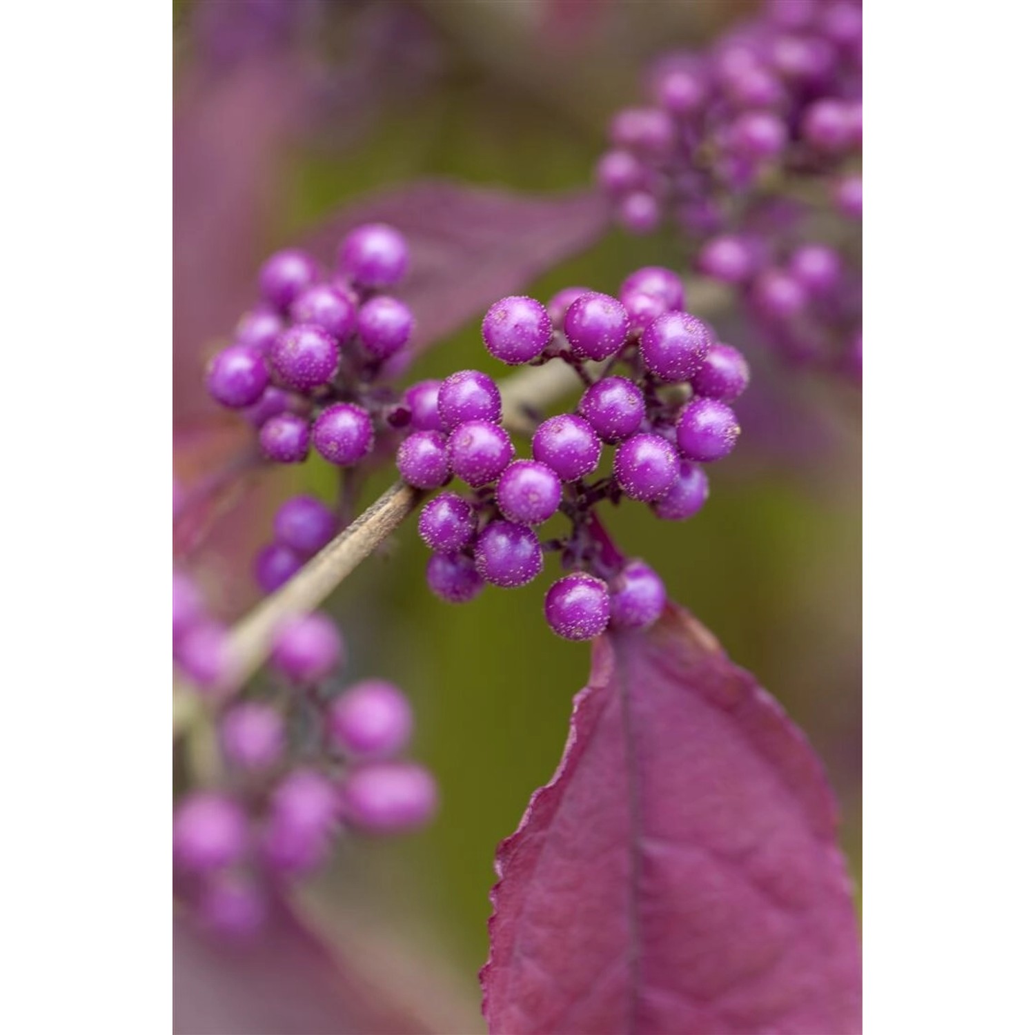 Callicarpa Bodinieri Profusion Schönfrucht Violette Beeren 40–60 cm günstig online kaufen