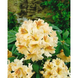 Gelb-orangener Rhododendron Hybr. Bernstein (30–40 cm) mit üppigen Blüten und grünen Blättern.