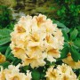 Gelb-orangener Rhododendron Hybr. Bernstein (30–40 cm) mit üppigen Blüten und grünen Blättern.