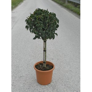 Portugiesischer Kirschlorbeer Angustifolia als Stämmchen im Topf, ca. 65 cm hoch.