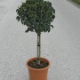 Portugiesischer Kirschlorbeer Angustifolia als Stämmchen im Topf, ca. 65 cm hoch.