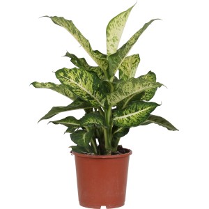 Dieffenbachie 'Mars' im Topf, ca. 60-70 cm hoch, grün-weiß panaschierte Blätter.