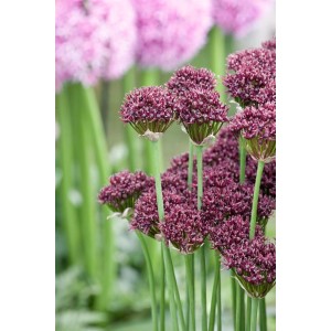 Nahaufnahme des Purpur-Lauch (Allium Atropurpureum) mit purpurroten Blüten im Topf.