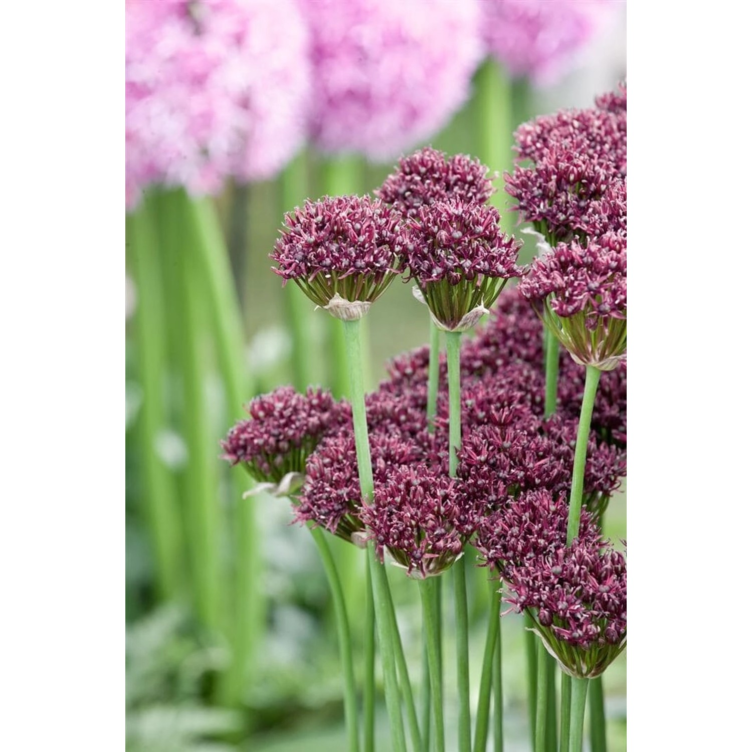 Allium Atropurpureum Purpur-Lauch Ca. 11x11 cm Topf günstig online kaufen