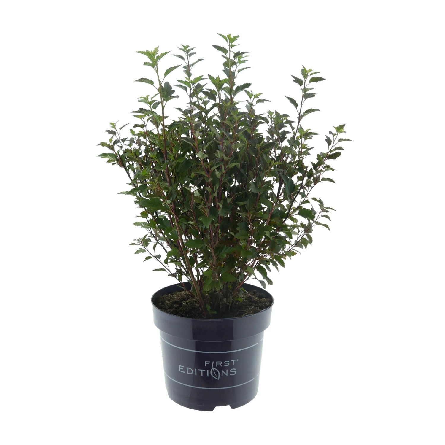 Blasenspiere Little Devil Rose Höhe ca. 30 - 40 cm Topf ca. 3,5, Physocarpus