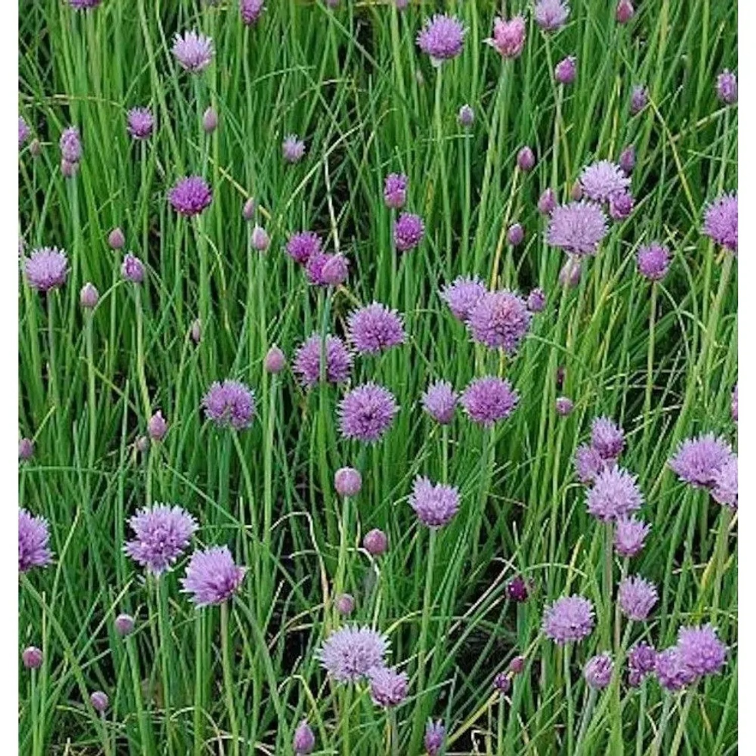 Schnittlauch - Allium schoenoprasum