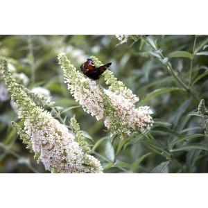 Schmetterling auf weißem Schmetterlingsstrauch (Buddleja 'White Profusion').