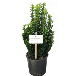 Japanisches Pfaffenhütchen 'Benkomasaki' im Topf, ca. 40cm hoch, immergrüner Zwergstrauch.