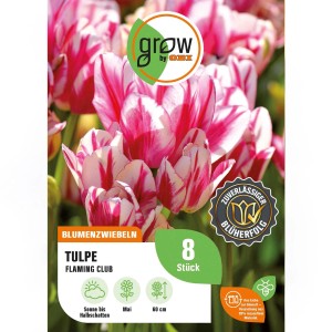 GROW by OBI Tulpe Flaming Club, rot-weiße Blüten, 8 Stück. Blumenzwiebeln für Beet und Garten.